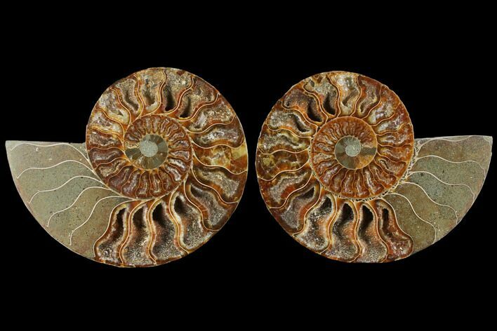 Agatized Ammonite Fossil - Madagascar #111482